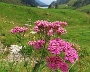 77 Achillea millefolium (Achillea millefoglie) per il nostro bell'anello del Mincucco 